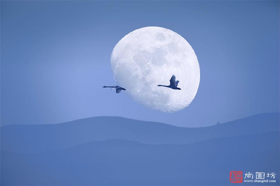 《Moonlight song》 摄影:张荫鳌 彩色数码开放组.jpg